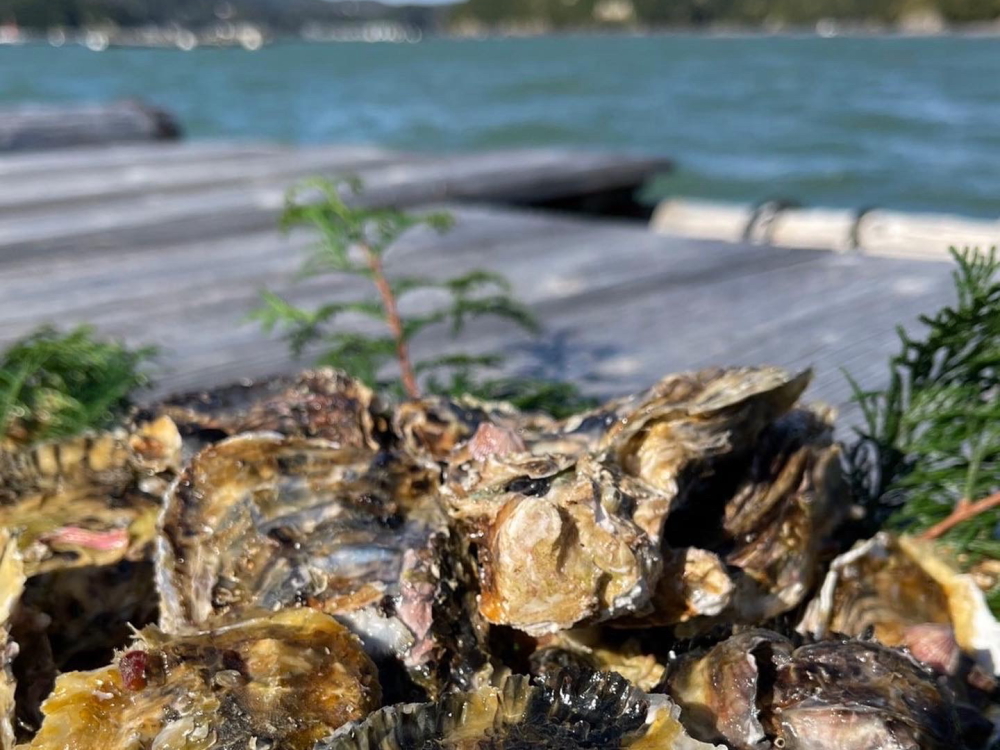 『浦村かき』とは